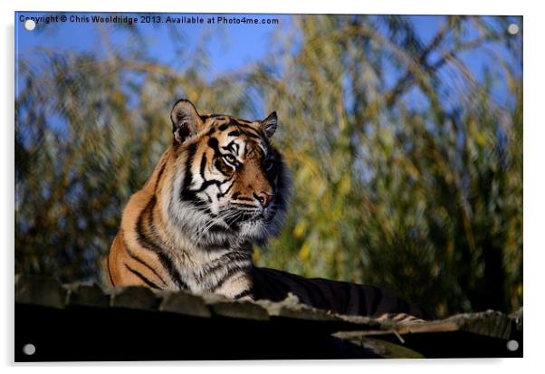 Posing Tiger Acrylic by Chris Wooldridge