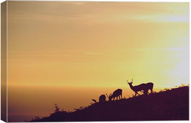 deer at sunrise Canvas Print by Helen Cooke