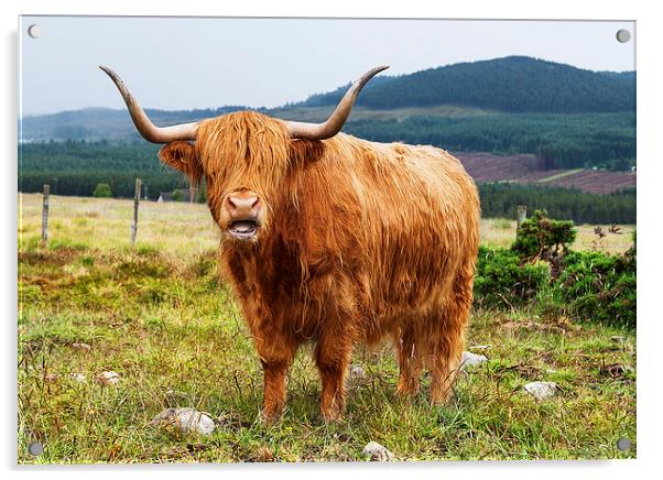 Highland Cow Acrylic by Keith Thorburn EFIAP/b