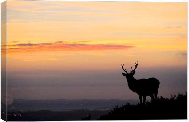 silhouette of a stag Canvas Print by Helen Cooke