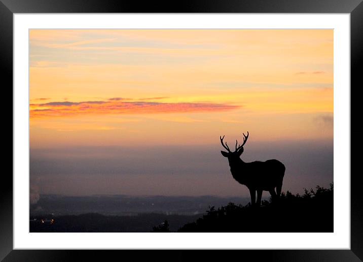 silhouette of a stag Framed Mounted Print by Helen Cooke