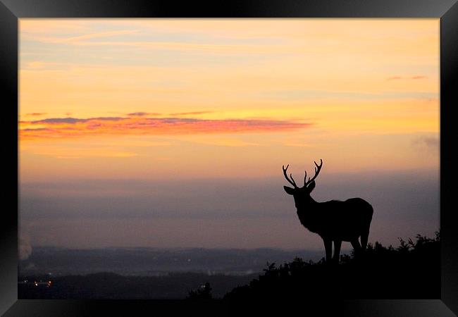 silhouette of a stag Framed Print by Helen Cooke