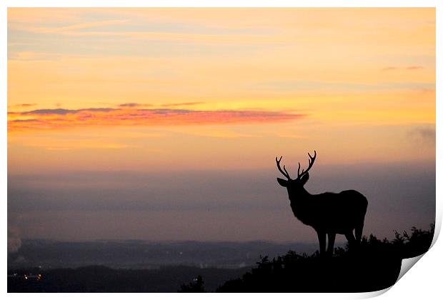 silhouette of a stag Print by Helen Cooke
