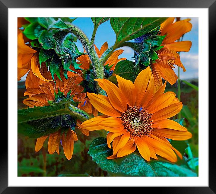 sunflowers in a bunch Framed Mounted Print by john kolenberg