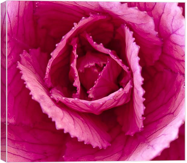 The Ornamental cabbage Canvas Print by Peter Lennon