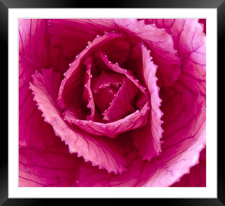 The Ornamental cabbage Framed Mounted Print by Peter Lennon