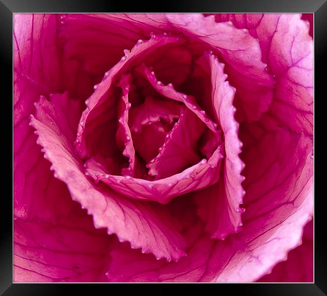 The Ornamental cabbage Framed Print by Peter Lennon