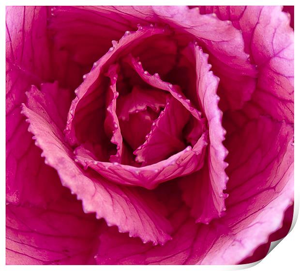 The Ornamental cabbage Print by Peter Lennon