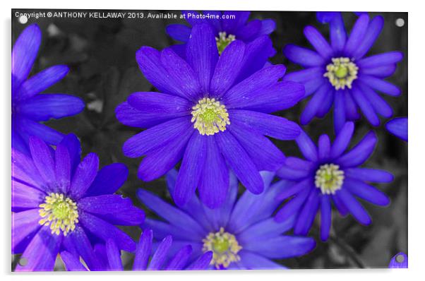 MICHAELMAS DAISIES Acrylic by Anthony Kellaway