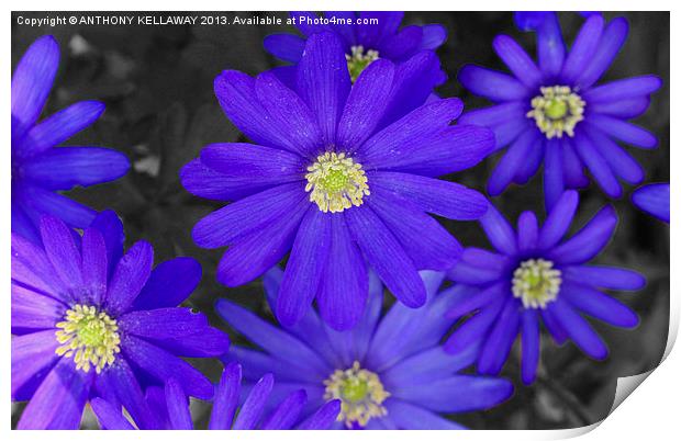 MICHAELMAS DAISIES Print by Anthony Kellaway