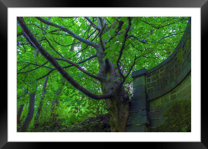 Green Sycamore Tree Framed Mounted Print by Juha Remes