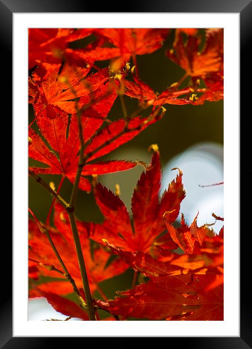 Red leaf Framed Mounted Print by Steven Dunn-Sims