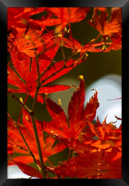 Red leaf Framed Print by Steven Dunn-Sims