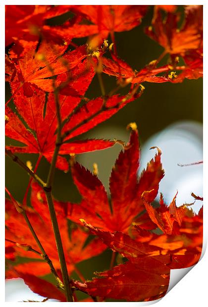 Red leaf Print by Steven Dunn-Sims