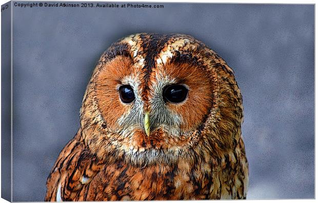 TAWNY OWL Canvas Print by David Atkinson