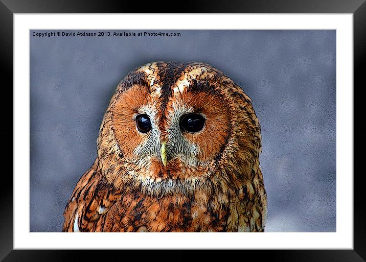 TAWNY OWL Framed Mounted Print by David Atkinson