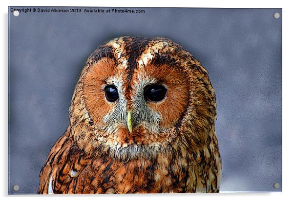 TAWNY OWL Acrylic by David Atkinson