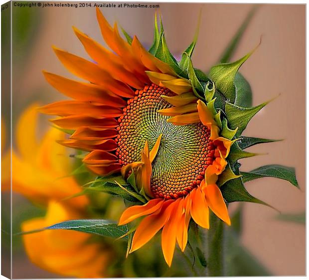 beautiful sunflower Canvas Print by john kolenberg
