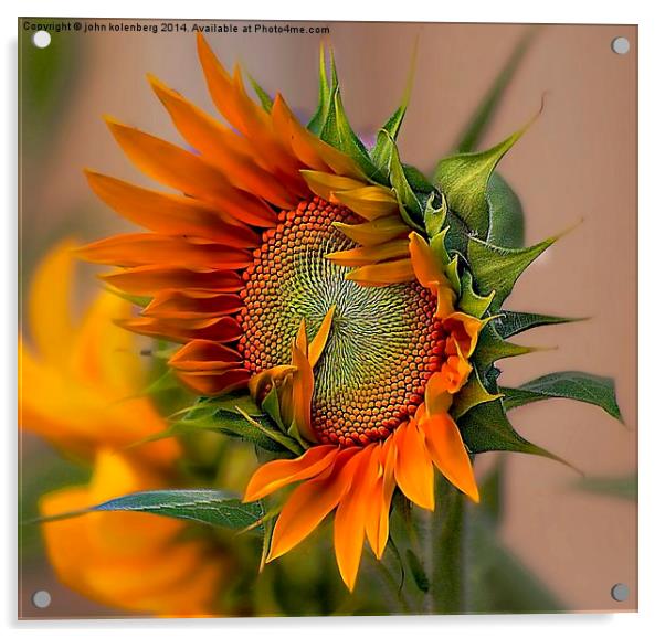 beautiful sunflower Acrylic by john kolenberg
