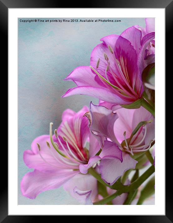 Pink Delight 1 Framed Mounted Print by Fine art by Rina