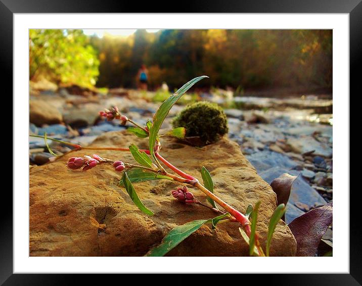 Fall in a riverbed Framed Mounted Print by Jeffrey Evans