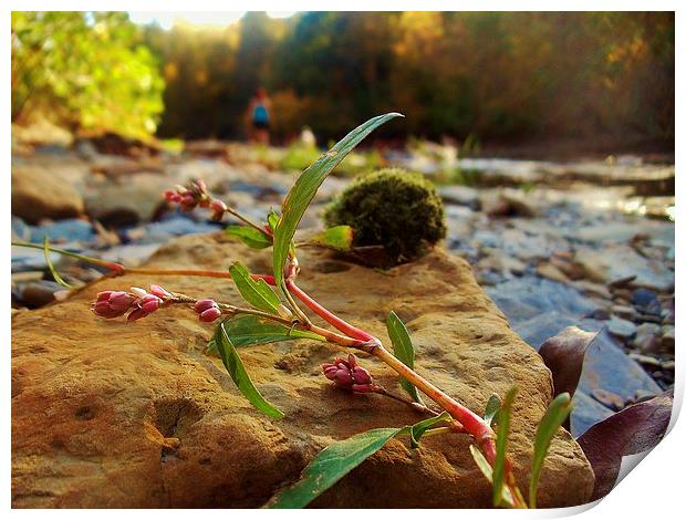 Fall in a riverbed Print by Jeffrey Evans