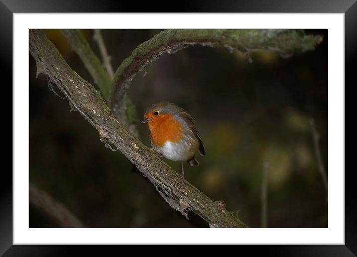 Robin redbreast Erithacus Rubeculla Framed Mounted Print by Gary Pearson