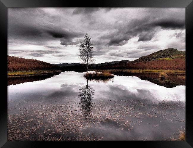 Reflecting Framed Print by Sally Coleman