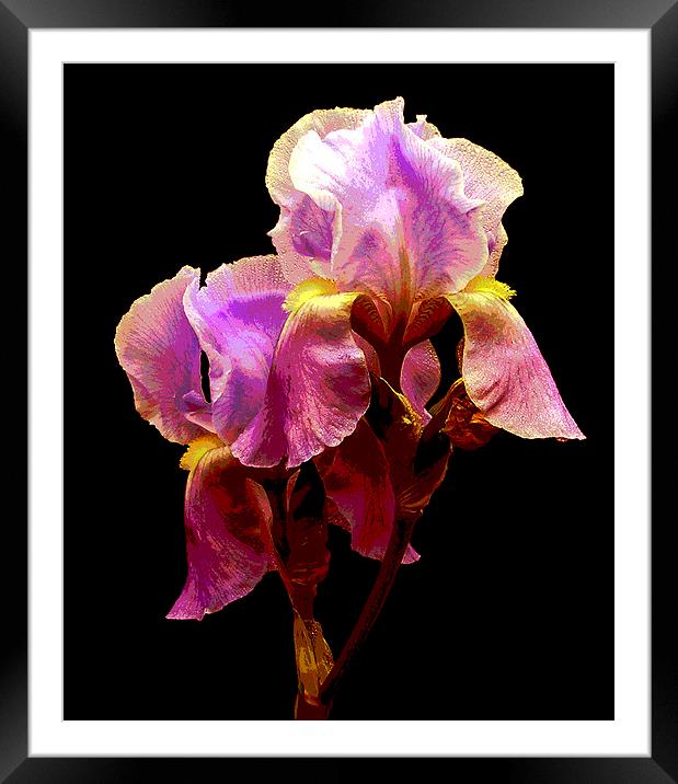 Posterized Iris Framed Mounted Print by james balzano, jr.