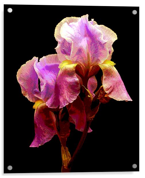 Posterized Iris Acrylic by james balzano, jr.