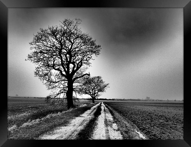 Winter trees Framed Print by Sally Coleman