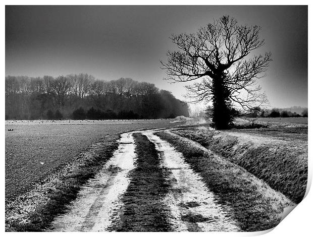 Winter trees Norfolk Print by Sally Coleman