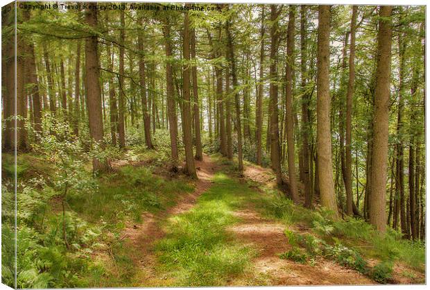 Woodland Pathway Canvas Print by Trevor Kersley RIP
