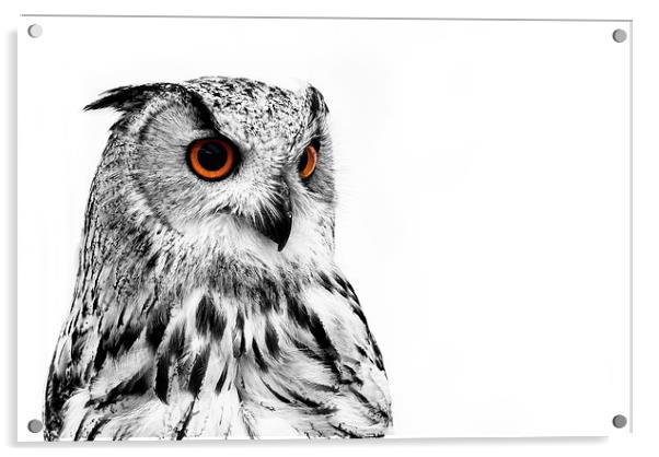 Eurasian Eagle Owl Acrylic by Louise Wagstaff