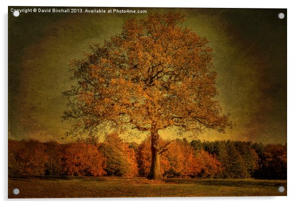 Olde English Oak in Derbyshire Acrylic by David Birchall