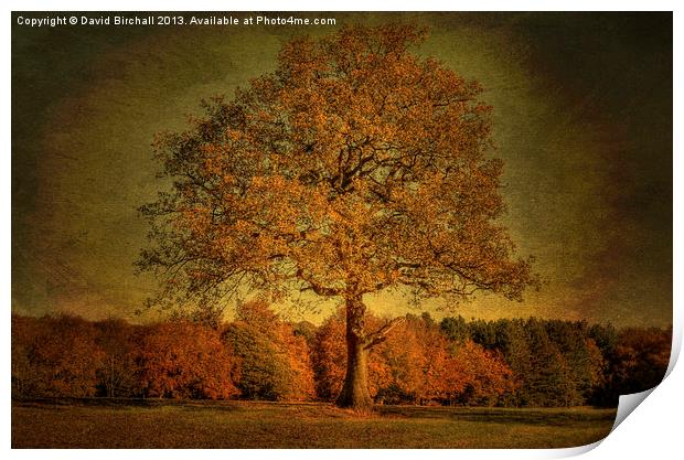 Olde English Oak in Derbyshire Print by David Birchall