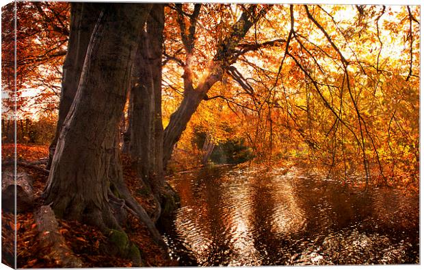 Autumn  Light on the Lake Canvas Print by Dawn Cox