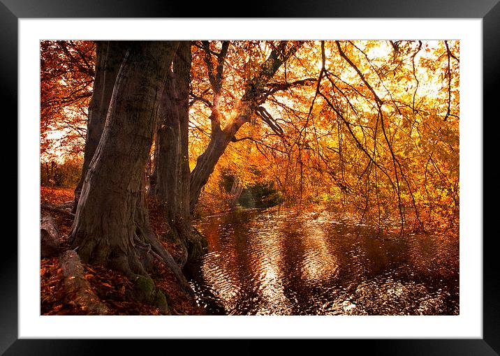 Autumn  Light on the Lake Framed Mounted Print by Dawn Cox