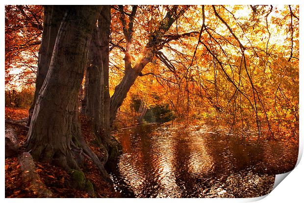 Autumn  Light on the Lake Print by Dawn Cox