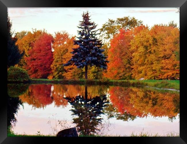 Reflections on the pond. Framed Print by Jeffrey Evans