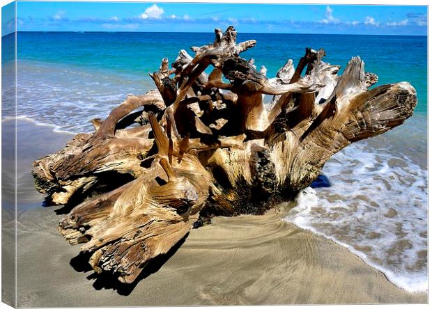 Driftwood Canvas Print by Laura Kenny