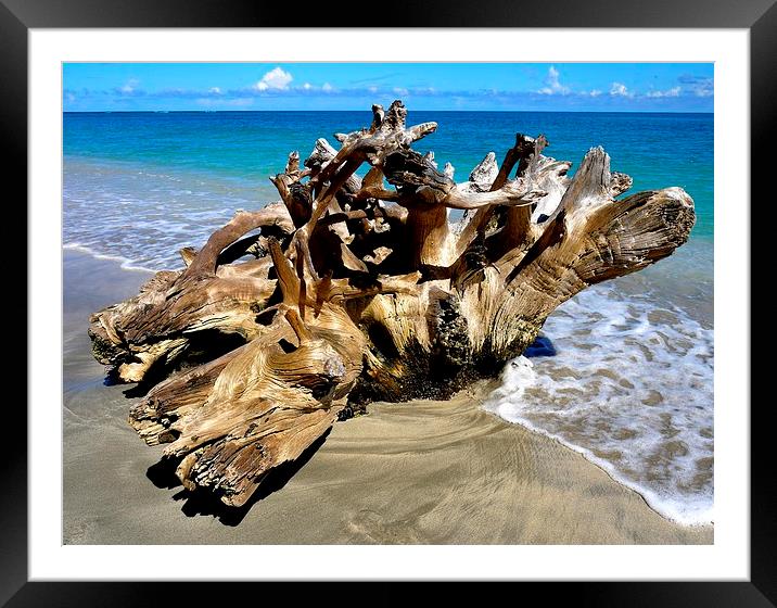 Driftwood Framed Mounted Print by Laura Kenny