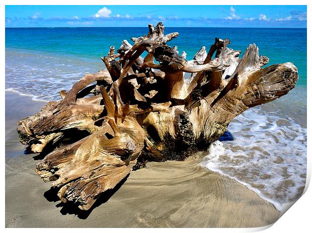 Driftwood Print by Laura Kenny