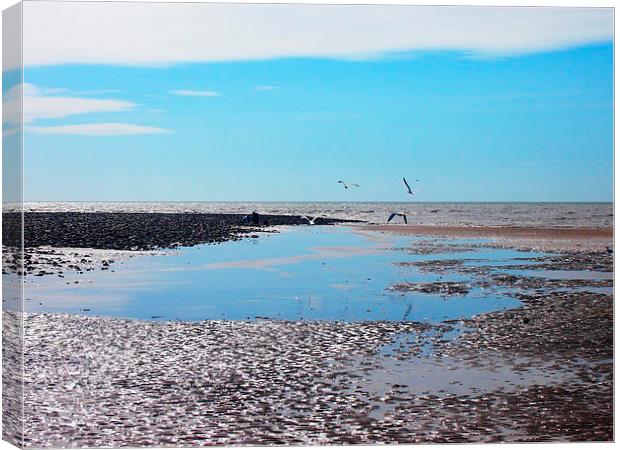 Gulls over tidal pools Canvas Print by Sally Coleman