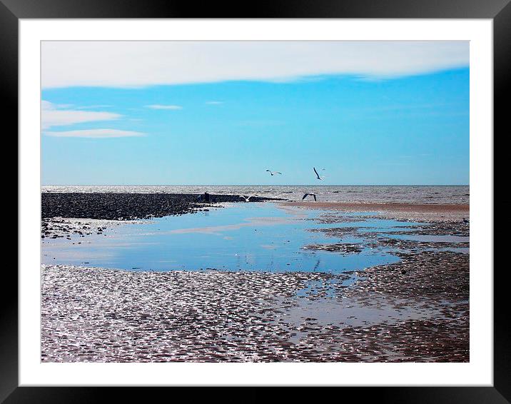 Gulls over tidal pools Framed Mounted Print by Sally Coleman