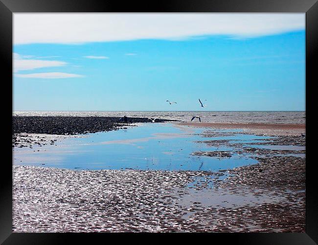 Gulls over tidal pools Framed Print by Sally Coleman