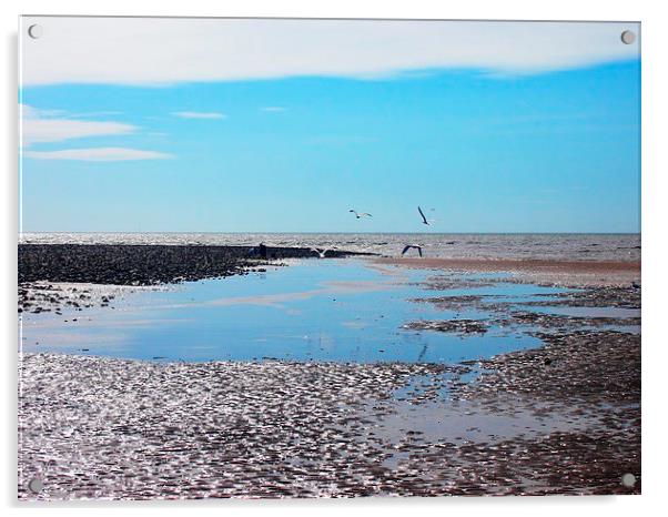 Gulls over tidal pools Acrylic by Sally Coleman