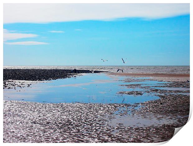Gulls over tidal pools Print by Sally Coleman