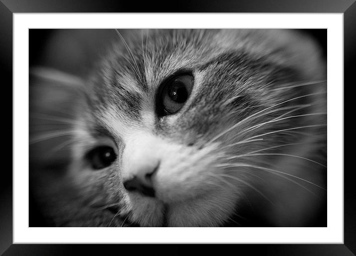 Kitten Framed Mounted Print by Claire Colston