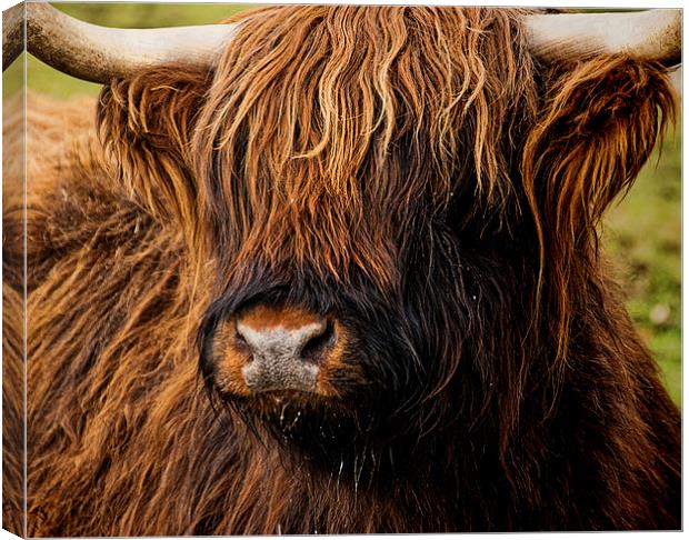 West Highland Cattle Canvas Print by Ian Lewis